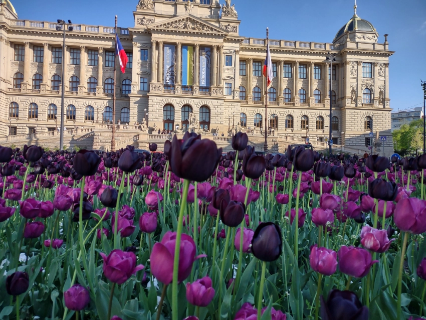 Záhon rozkvetlých fialových tulipánů před budovou Národního muzea na Václavském náměstí v Praze.