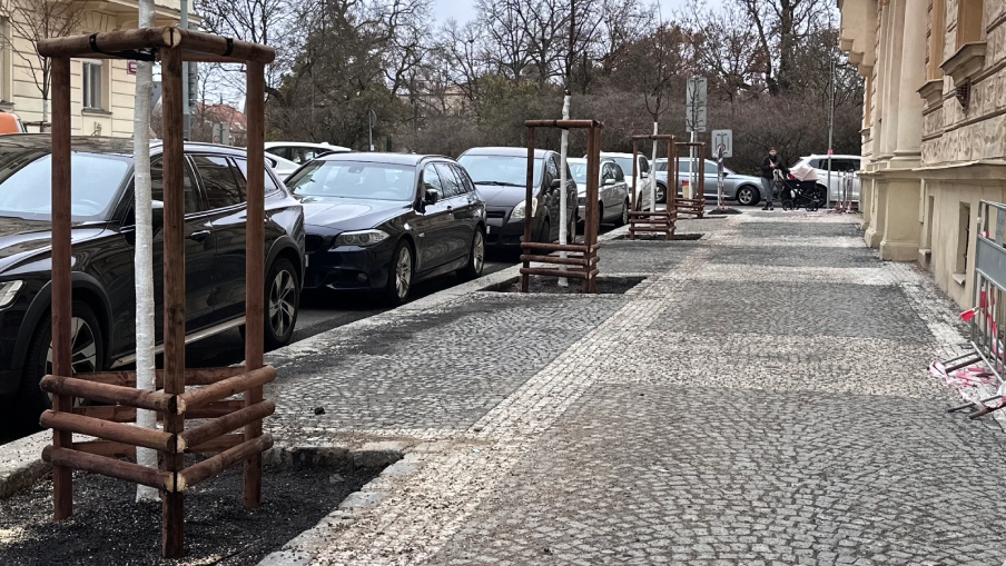 Nově vysázené stromy v Krkonošské ulici v Praze.