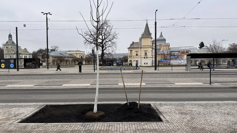 Výsadba stromořadí v ulici U Výstaviště v Praze.