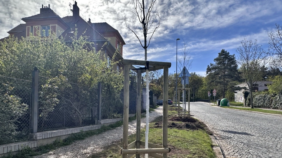 Výsadba klimastromů v ulici V Cibulkách v Praze.