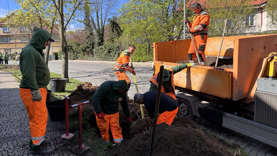 Výsadba klimastromů v ulici V Cibulkách v Praze.