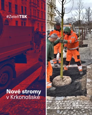🌳 První stromy v Krkonošské ulici v @mc_praha2 už rostou!

Dokončili jsme tam rekonstrukci a ulice dostává kromě nového povrchu vozovky a opravené mozaikové dlažby na chodnících i novou zeleň.

Už tento týden probíhá náhradní výsadba 29 nových stromů, kterými nahrazujeme dřeviny odstraněné z důvodu jejich špatného stavu. Pro zajištění jejich zdárného růstu a dlouhověkosti v náročném prostředí městského centra jsme přijali komplexní opatření:

💧 Modrozelená infrastruktura: pod povrchem jsme vytvořili tzv. kořenové cesty. Výsadbové jámy jsou propojené podzemními rýhami se speciálním substrátem.

🌱 Proč to děláme? Tento systém pomáhá zadržovat dešťovou vodu přímo v místě a poskytuje kořenům ideální prostor. Stromy tak budou mít lepší podmínky pro růst a v budoucnu nám to vrátí v podobě stínu a příjemnějšího mikroklimatu v ulici.

📍 Máte už cestu kolem? Podívejte se, jak se Krkonošská proměnila.

#TSKPraha #TSK #Praha #Praha2 #strom #stromy #zelen