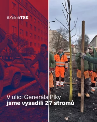 V ulici Generála Píky v @prahasest jsme vysadili 27 stromů jírovce maďalu a zavedli chytré hospodaření s vodou v rámci modrozelené infrastruktury (MZI). 💧🌳

K inovacím došlo při komplexní rekonstrukci ulice v úseku Svatovítská–Kafkova. 🛠️

Jaký je hlavní přínos systému MZI? 👇🏻

☔️ Svádí dešťovou vodu z uličních vpustí přímo do kontinuálních výsadbových rýh ke kořenům stromů.
🌱 Pro stromy je zajištěný optimální prokořenitelný prostor vyplněný speciálním strukturálním substrátem.
🌿 Tato opatření podporují zdravý růst stromů a efektivní nakládání s vodou v uličním prostoru.

Během opravy jsme také obnovili inženýrské sítě, vznikly nové asfaltové vozovky a chodníky z řezané mozaikové dlažby, zrekonstruovali jsme křižovatkovou plochu Buzulucká a instalovali podzemní kontejnery. ♻️

#TSK #TSKPraha #rekonstrukce #Praha #MZI #vysadba #GeneralaPiky