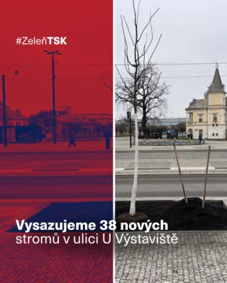V ulici U Výstaviště v Praze 7 vysazujeme 38 nových dřevin. 🌳

Dominantou nového stromořadí je 35 jerlínů japonských, které jsme doplnili o 3 kusy muchovníku lamarckova. 

Ten jsme cíleně zvolili pro úsek nad horkovodem, protože má mělčí kořenový systém, a pomáhá tak chránit důležitou technickou infrastrukturu. 🔧

Stromy pomohou zlepšit klima, vzhled ulice i celkovou kvalitu veřejného prostoru. 🌿

Aby se stromům ve městě dobře dařilo i dlouhodobě, využíváme moderní metodiku výsadby do kořenových cest a povrch rabat dokončujeme štěrkomatem. Díky tomu mají kořeny dostatek prostoru, vzduchu i ideální podmínky pro zdravý růst. 💚

#TSKPraha #TSK #Praha #Praha7 #zelenvpraze #rekonstrukce #sazimebudoucnost #strom #ulice
