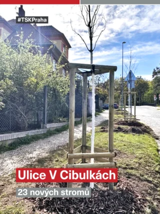 🌳 V ulici V Cibulkách sázíme odolnější stromy

V ulici V Cibulkách Praha 5 - oficiální stránky rozšiřujeme stromořadí o 23 nových klimastromů. Cílem je vytvořit kvalitnější prostředí pro rezidenty a využít zeleň k přirozenému oddělení dopravy.

Technické parametry výsadby:
•	Odolné druhy: Sázíme javor italský a břestovce, které lépe prosperují v rozpálených ulicích.
•	Využití dešťovky: Výsadba probíhá do travnatých pásů upravených pro podporu vsaku srážkové vody.
•	Odborná péče: Stromy mají substrát s biouhlem pro kořeny, nátěr proti slunci a zajištěnou pětiletou následnou péči.

Nová výsadba nahrazuje původní dřeviny ve špatném stavu a je součástí širší vize, jak připravit město na dopady klimatické změny. První výsledky testování vlivu těchto stromů na okolí budeme znát za 6 až 8 let.

#TSK #Praha